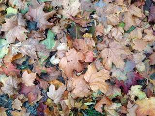 colorful leaves in the autumn forest