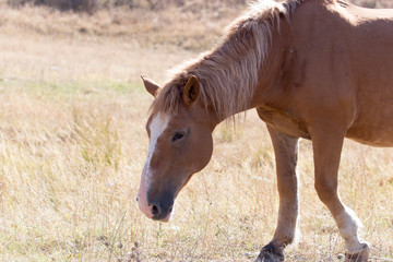 red horse on nature in autumn