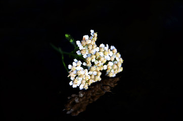wildflowers 