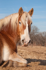 Obraz premium Belgian Draft horse taking a nap in pasture, enjoying warm rays of sun on a winter day
