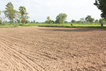The soil for planting