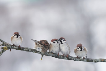 funny little birds sitting on a branch cold winter in the Park