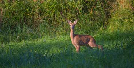 ein weibliches Reh steht mißtrauisch auf einer Wiese