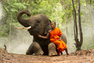  Monk with elephant in the forest .
