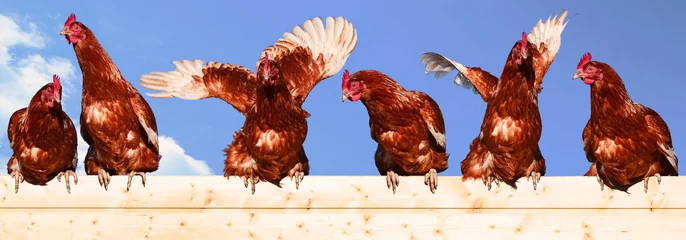 Photo sur Plexiglas Poulet Hühnervolk - sechs Hühner sitzen auf einer Bretterwand, Banner 