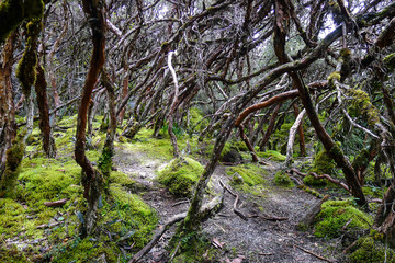 Fototapeta premium Ecuador, Nacional Park: Las Cajas 4000 masl