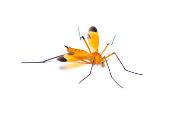 The giant crane fly isolated on the white background.