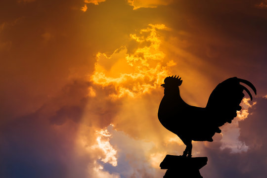  silhouette of rooster crow stand on in the early morning sunrise background