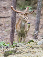 Naklejka na ściany i meble Image of young sambar deer on nature background.