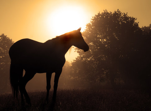 Beautiful image of an Arabian horse silhouetted against rising sun and fog, in rich sepia tone