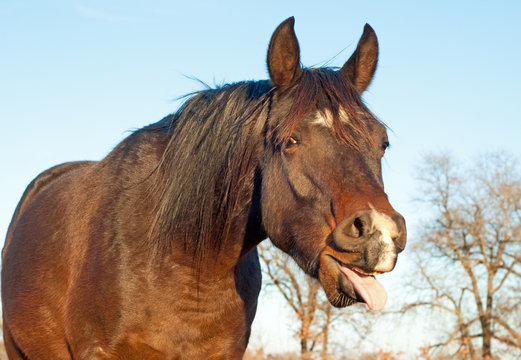 Funny image of a dark bay horse yawning with his tongue out of his mouth