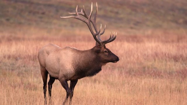 Slow motion of bull elk walking in field