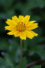close up yellow flower and water on flower