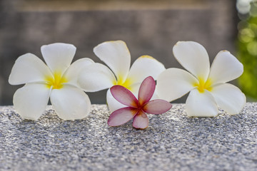 pink and white plumeria on the ground spa