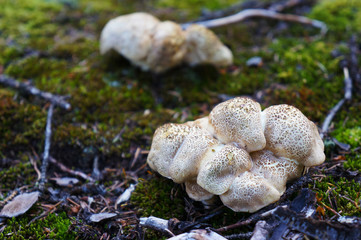 Fototapeta premium Mushrooms