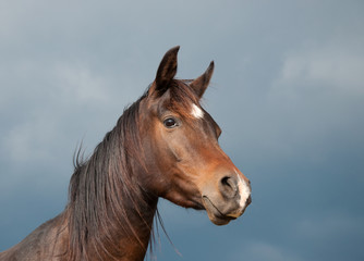 Obraz na płótnie Canvas Beautiful dark bay Arabian horse against stormy skies