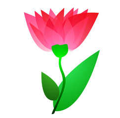 Single pink flower isolated on white background. Vector illustration