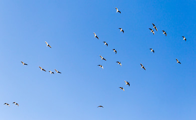 a flock of seagulls against a blue sky