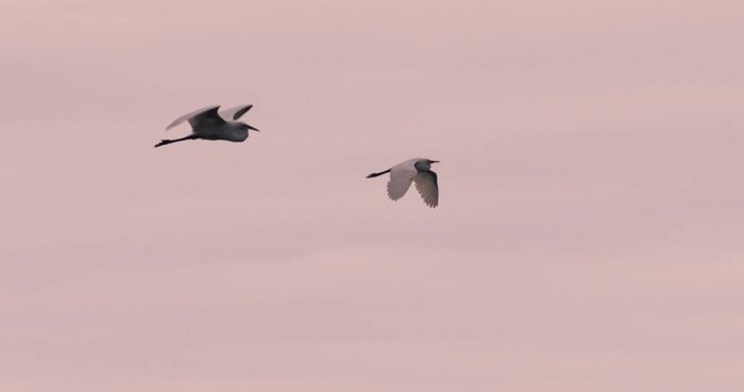 Slow motion of white heron flying in sky