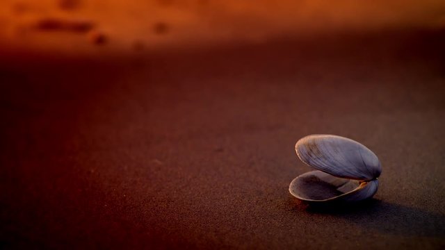 Close up of seashell on beach