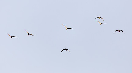a flock of seagulls in the sky at sunset