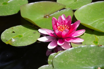 Pink water lily closeup