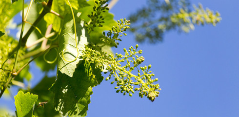 grapes in spring in nature