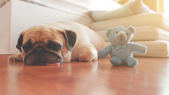 Vintage color style of The Pug dog sleep with their dolls