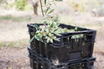 Olives on an olive tree branch. A detail closeup of green olives with selective focus on rhe background with boxes