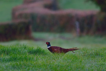 Common ring-necked male pheasant in a field in Devon