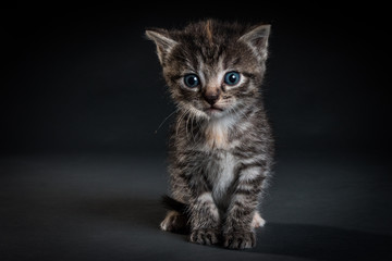 Gray Tiger Kitty with blue eyes