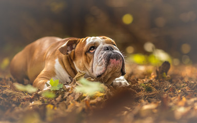 English Bulldog looking up at the forest