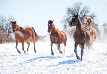 Group of horses charging in snow towards the viewer
