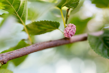 mulberry berry on the tree in nature