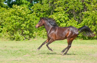 Beautiful dark bay Arabian horse galloping across a green summer pasture