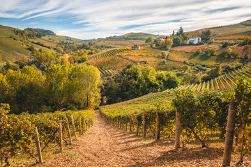 Langhe vitigni Barolo Barbaresco colline paesaggio autunno, colori autunnali. Vigneti e vigne in Piemonte paesaggio Langhe e Roero. Italia