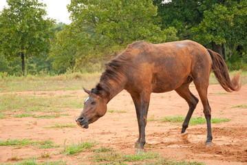 A dark bay Arabian horse shaking dirt off after a good, enjoyable roll in sand and mud on a rainy day