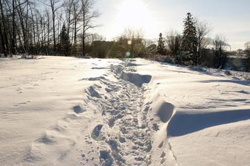 Path in the snow in a cold winter day