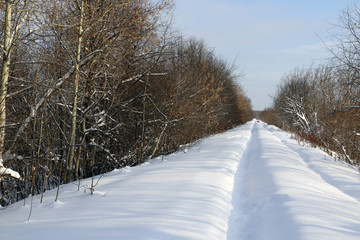Fototapeta premium Path in the snow in a cold winter day