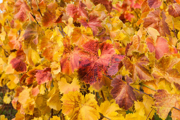 Buntes Weinlaub im Herbst