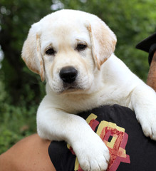 the little cute labrador puppy on a shoulder