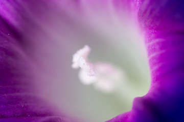 Obraz na płótnie Canvas blue flower as a background. macro