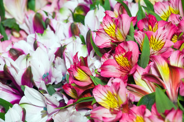 Alstroemeria flowers background, peruvian lily of different colors