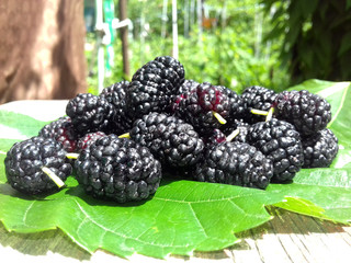 Black mulberry