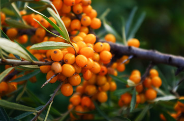 branch of orange sea buckthorn berries