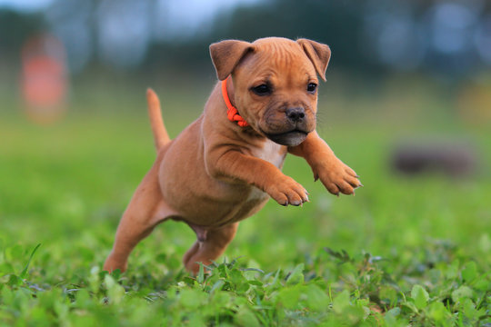 Puppy staffordshire bull terrier red colour