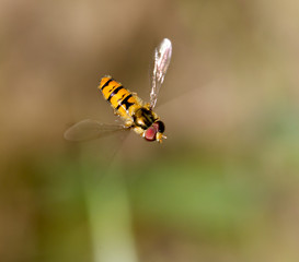 fly in flight in nature. macro