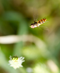 fly in flight in nature. macro
