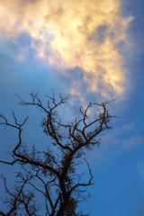 Dried dead tree against a beautiful sky