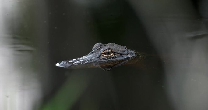Close up of alligator in water